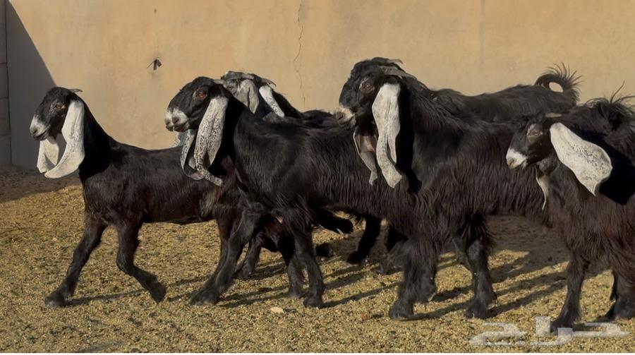 جذعات عوارض ربش طيبه العدد 8 بالفحل64335908037633113