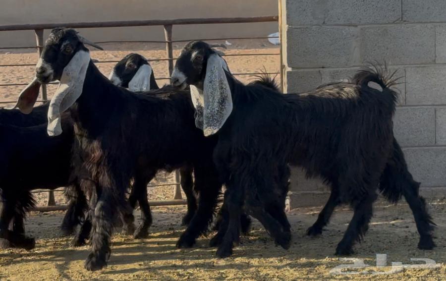 جذعات عوارض ربش طيبه العدد 8 بالفحل64335908037633111