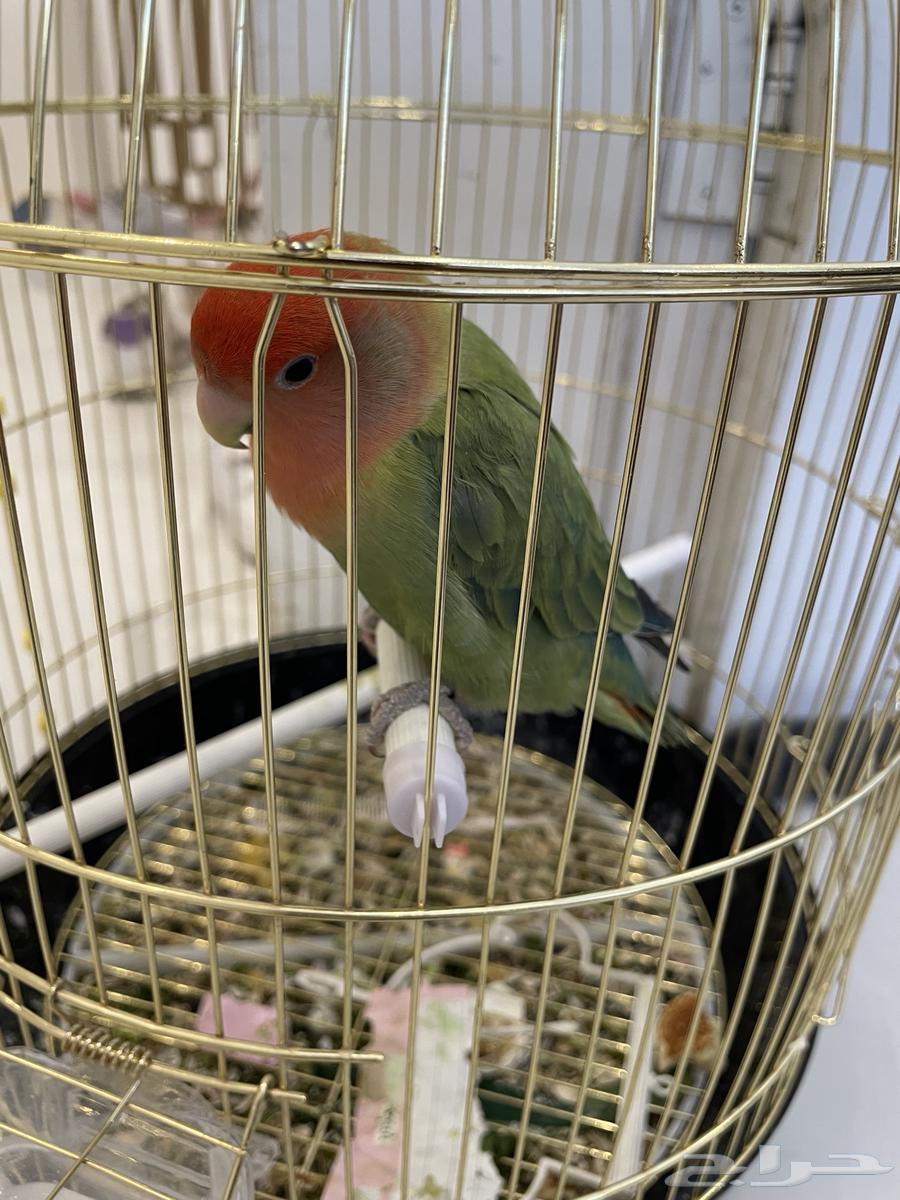 طير من طيور الروز للبيع64329622290305110