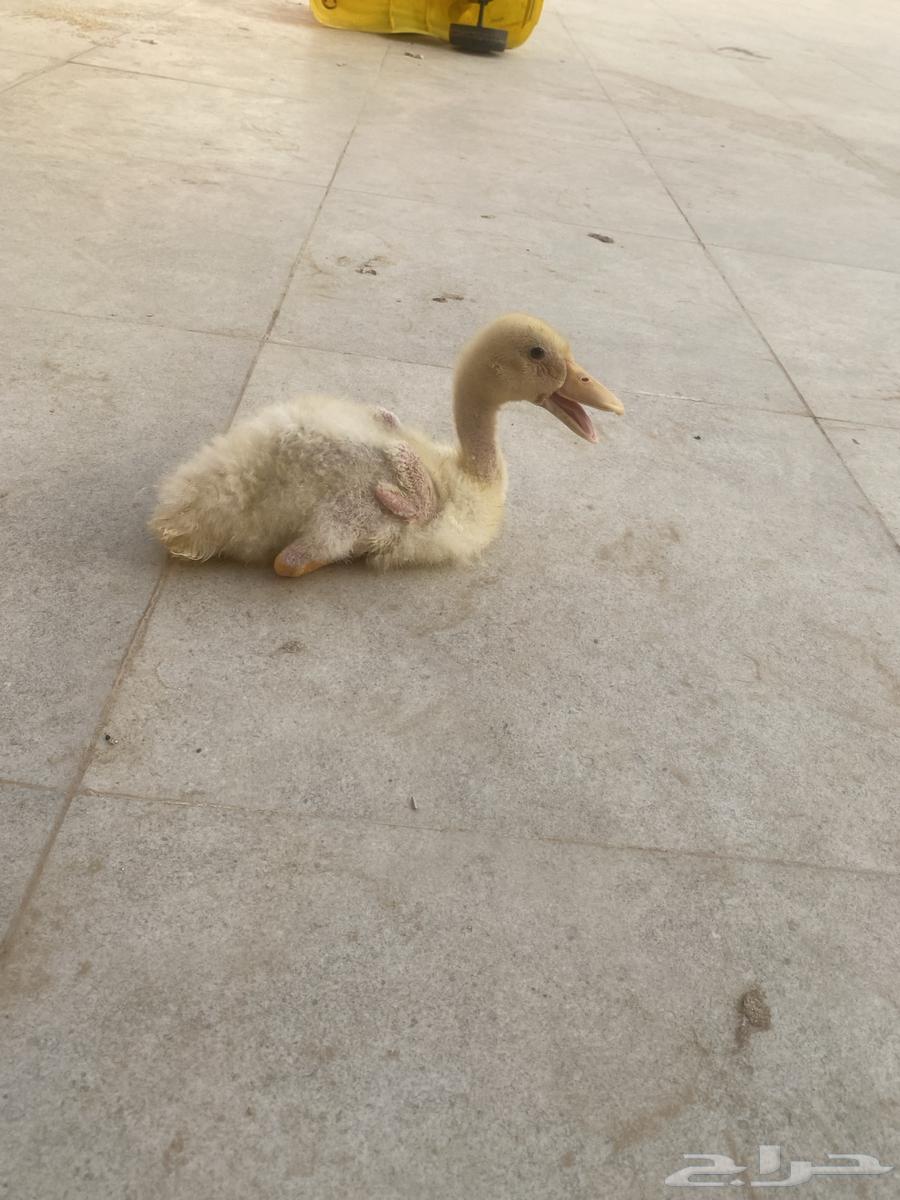 بط للبيع64335816413441112