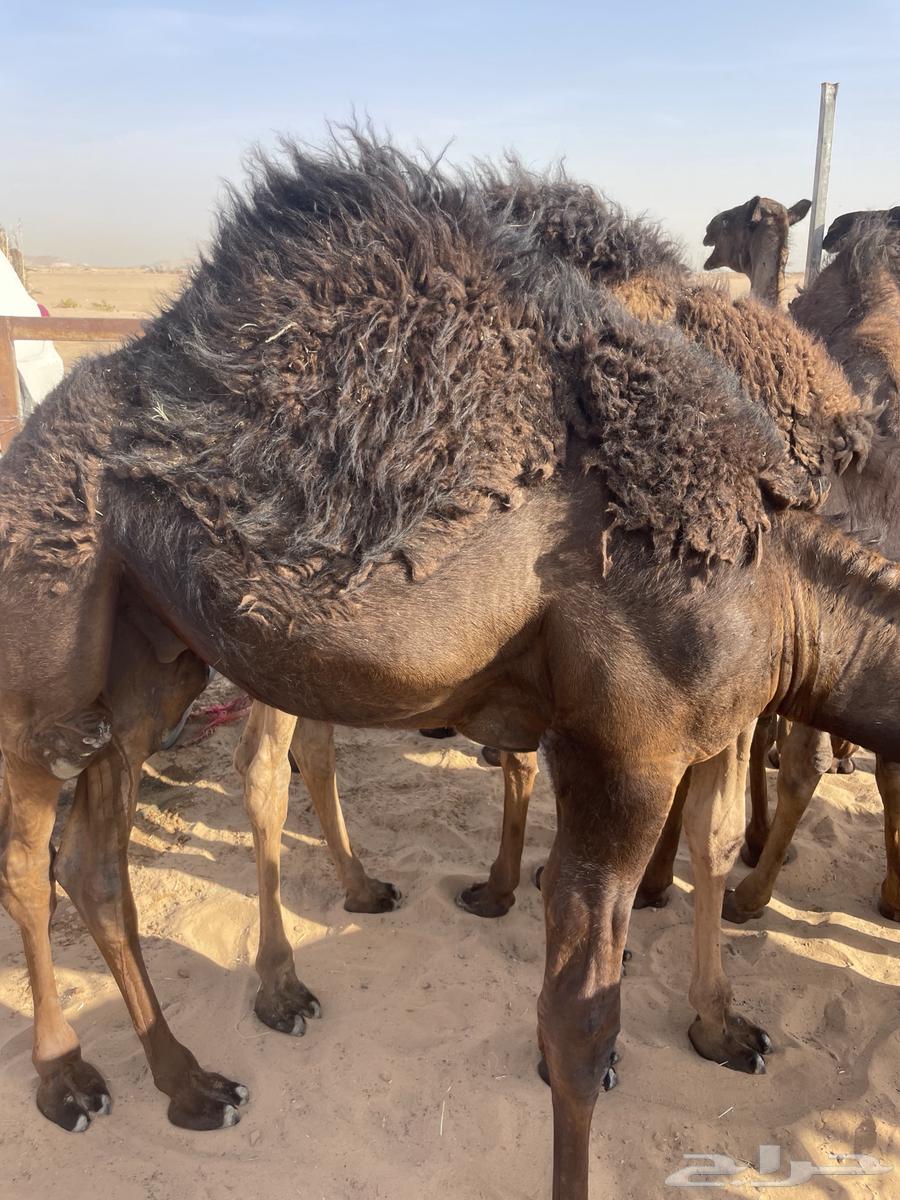 Qa'dan Mujahim with Full Fat and Sealed64327930836994112