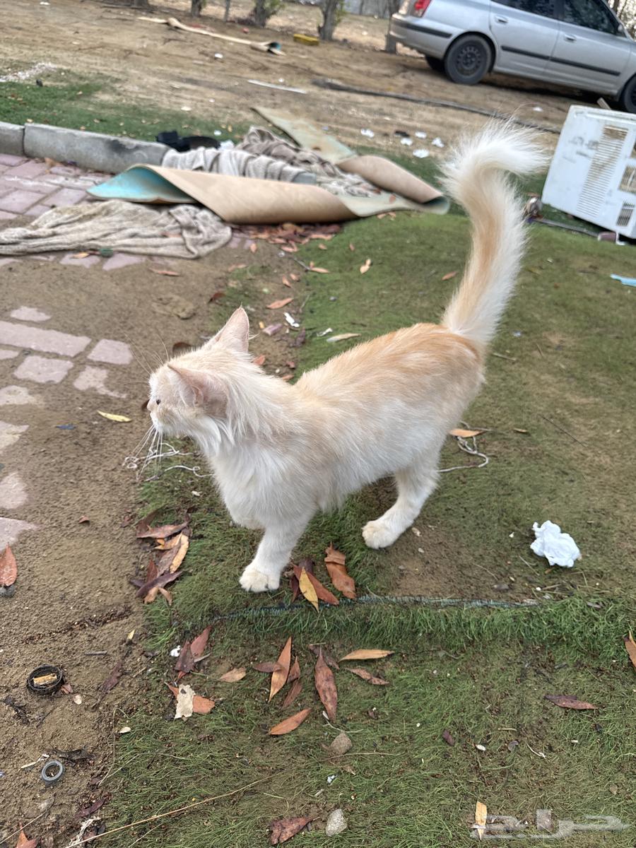 للبيع64467130051842110