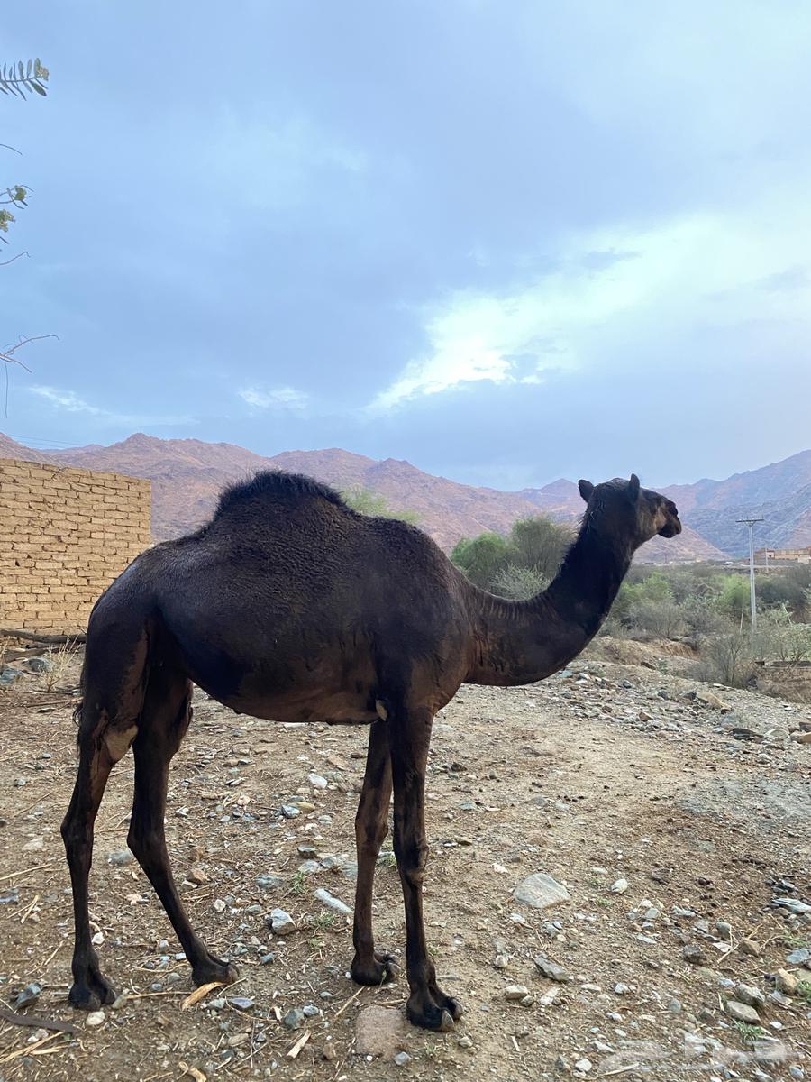 ثلاث نياق مهاجيم للبيع64335710536067111