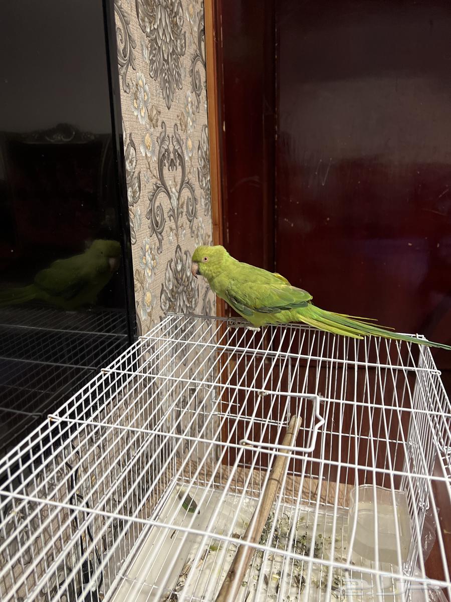 ببغاء درة64332064125954110