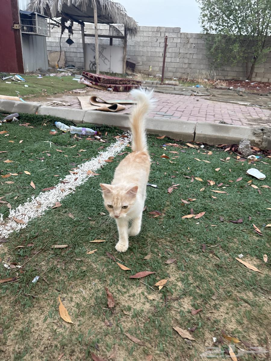 للبيع64467130051842112