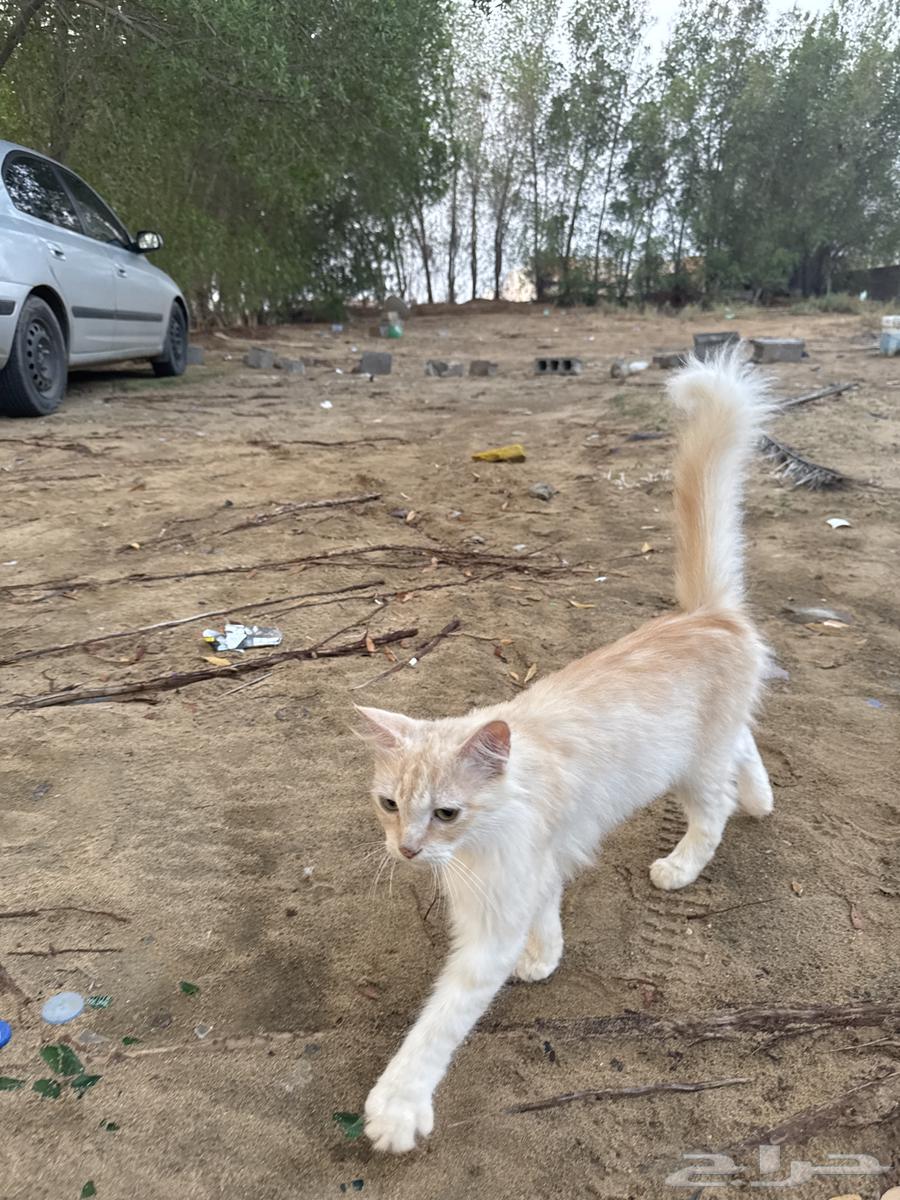 للبيع64467130051842113