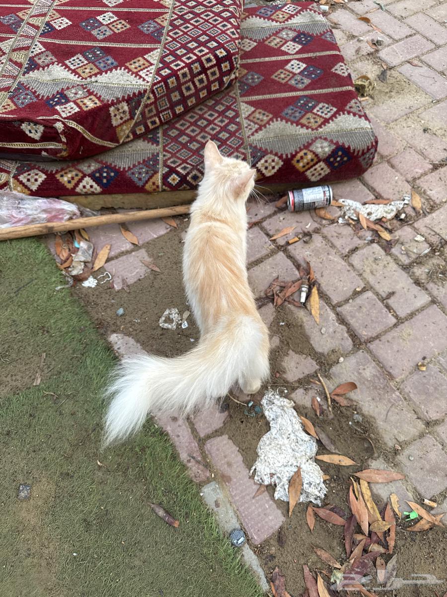 للبيع64467130051842111