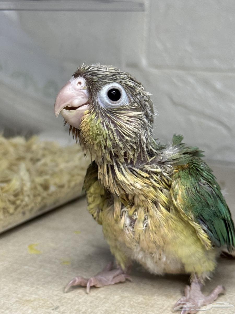 (Sold)64266316528769110