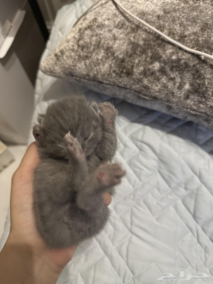 قطط كيتنز كيتن للبيع64335635497601110