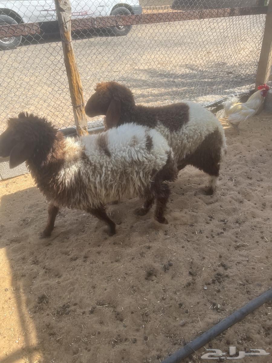 3 رخال وخروف64327057226754112