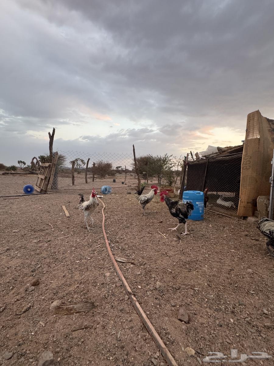 ديكة للبيع64332755944065110