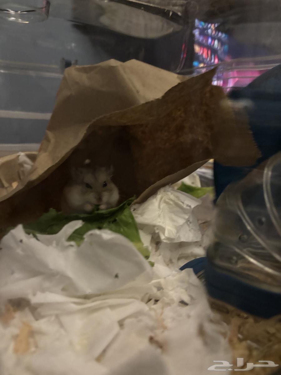 هامستير روسي ذكر مع القفص64324951452547110