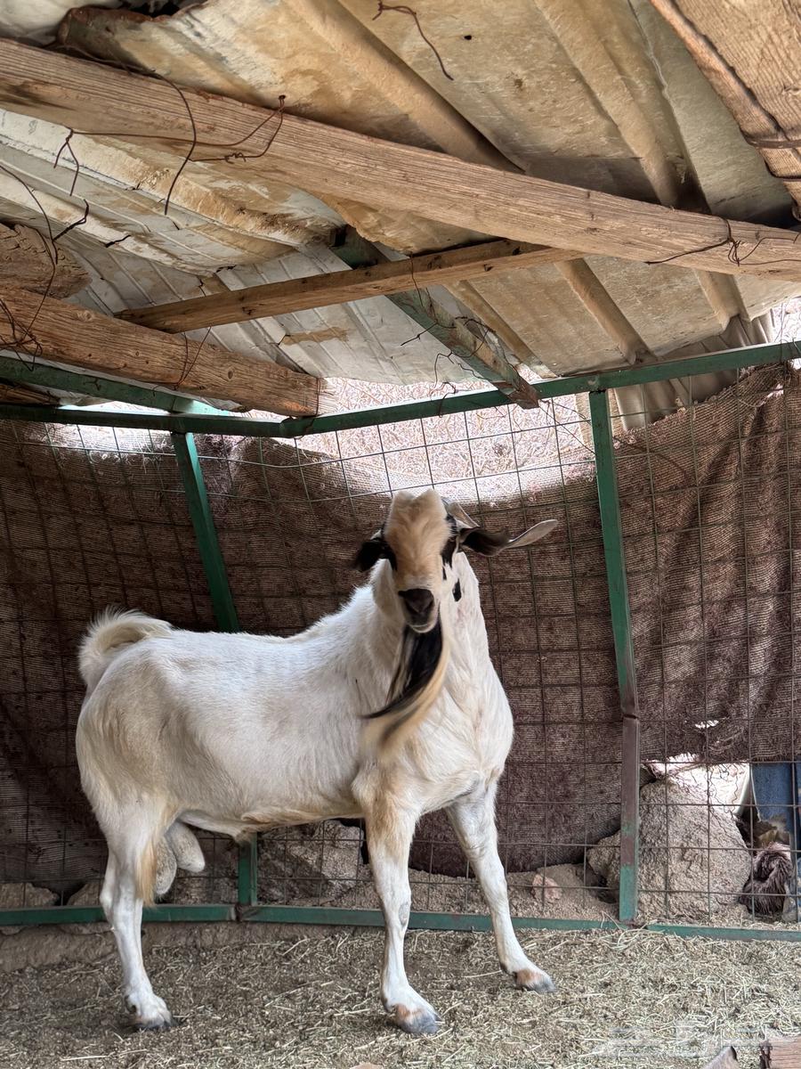 تيس بيشي فاخر64325428865795112