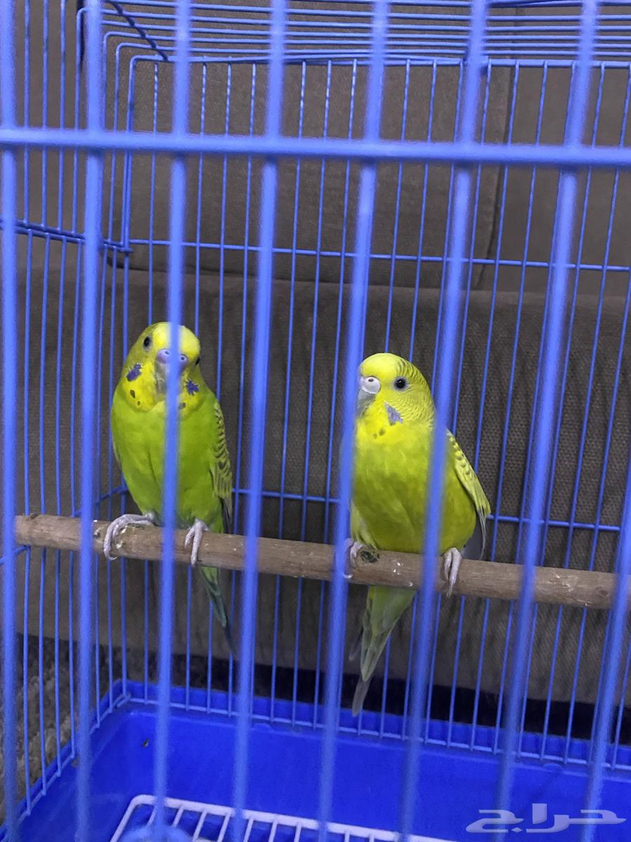 طيور بادجي للبيع64330714634369112