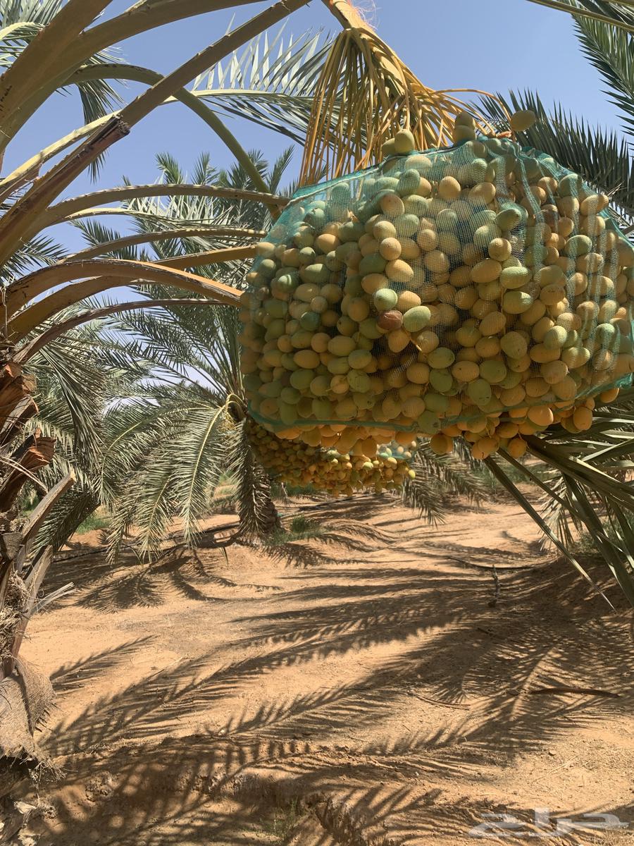 Fresh dates for sale, Burhi, Sukkari, and Khlas63702157438723111