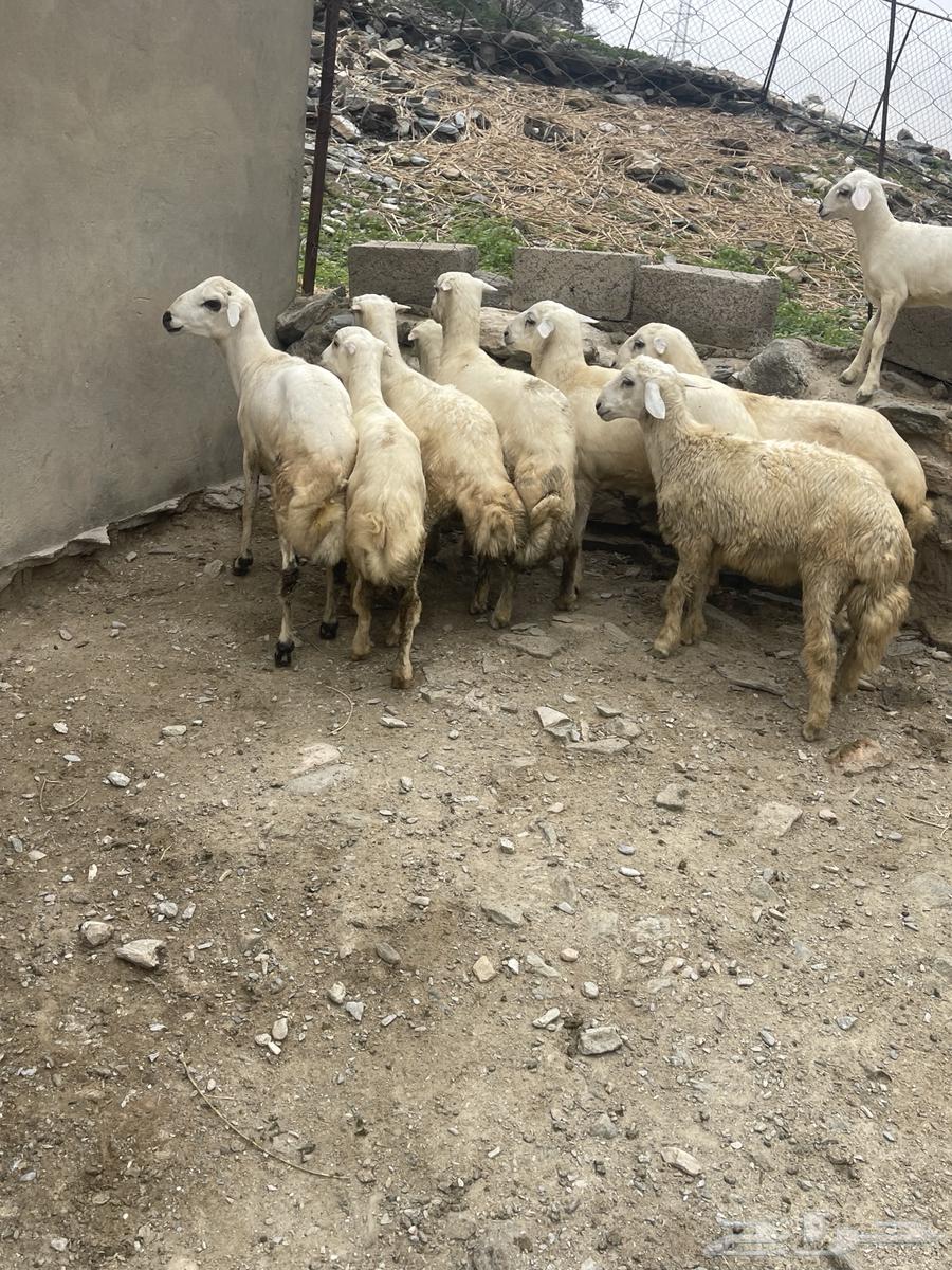 طليان للبيع64330117070466112