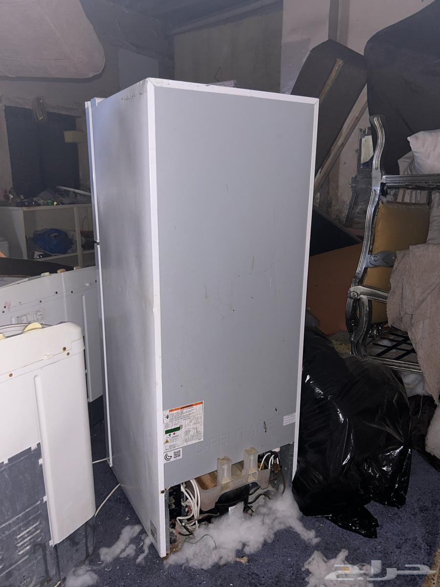 القنفذه64334085947907113