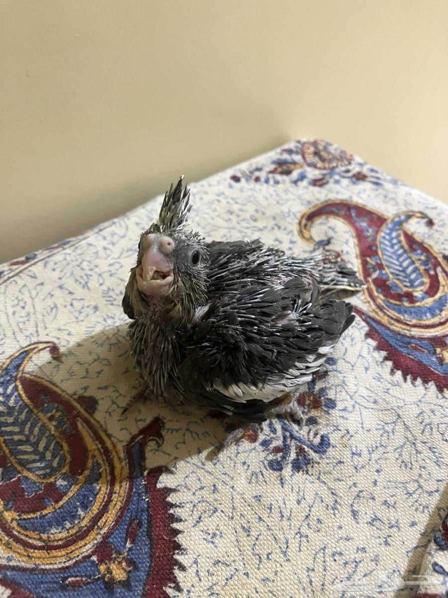 Farkh Crowan64217543661313111