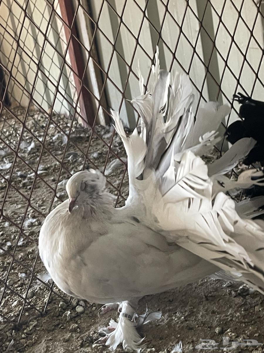 للبيع 3طبات امريكي اوفر العدد 6 كل طبه اخوان بطن64331632168578111