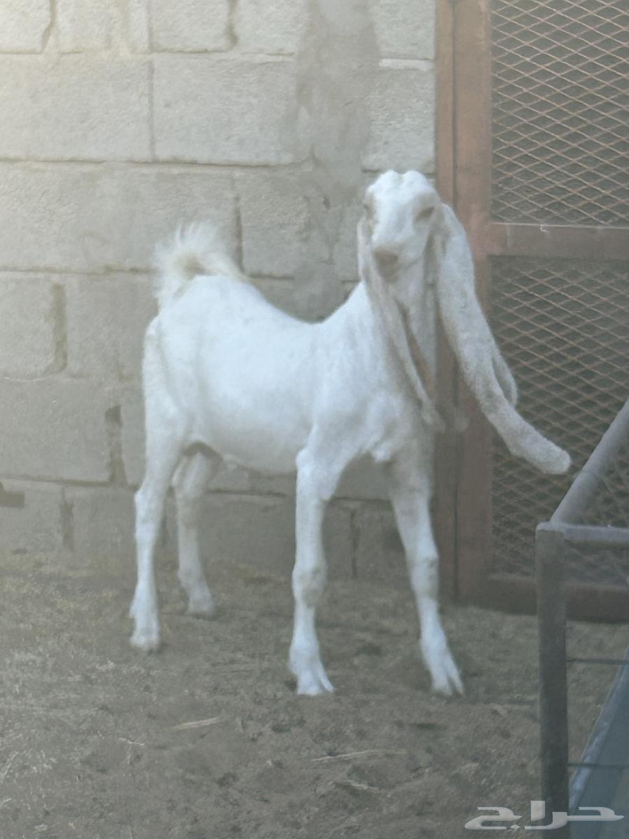 مشروع فحل طيب هولندي64328123409153112