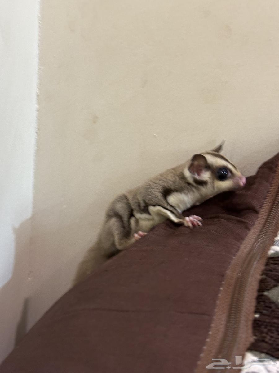 سنجاب شوقر قلايدر ذكر64324919547137114