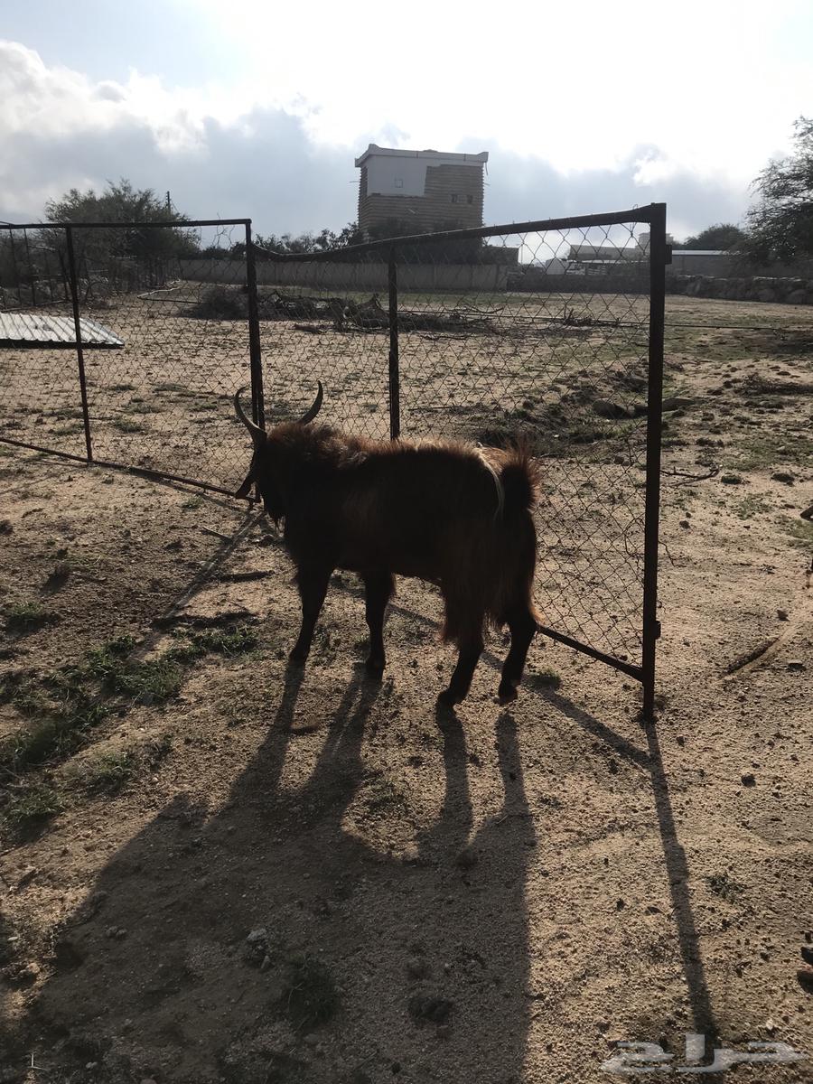 للبيع اربع عنقاق وفحلها64333406946307111