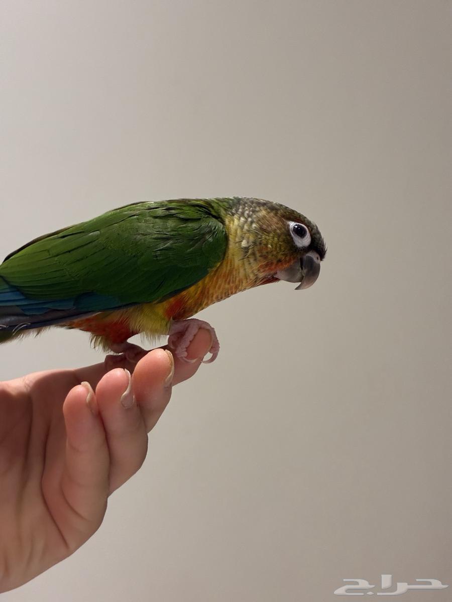 فرخ كنيور اليف64333331344131112