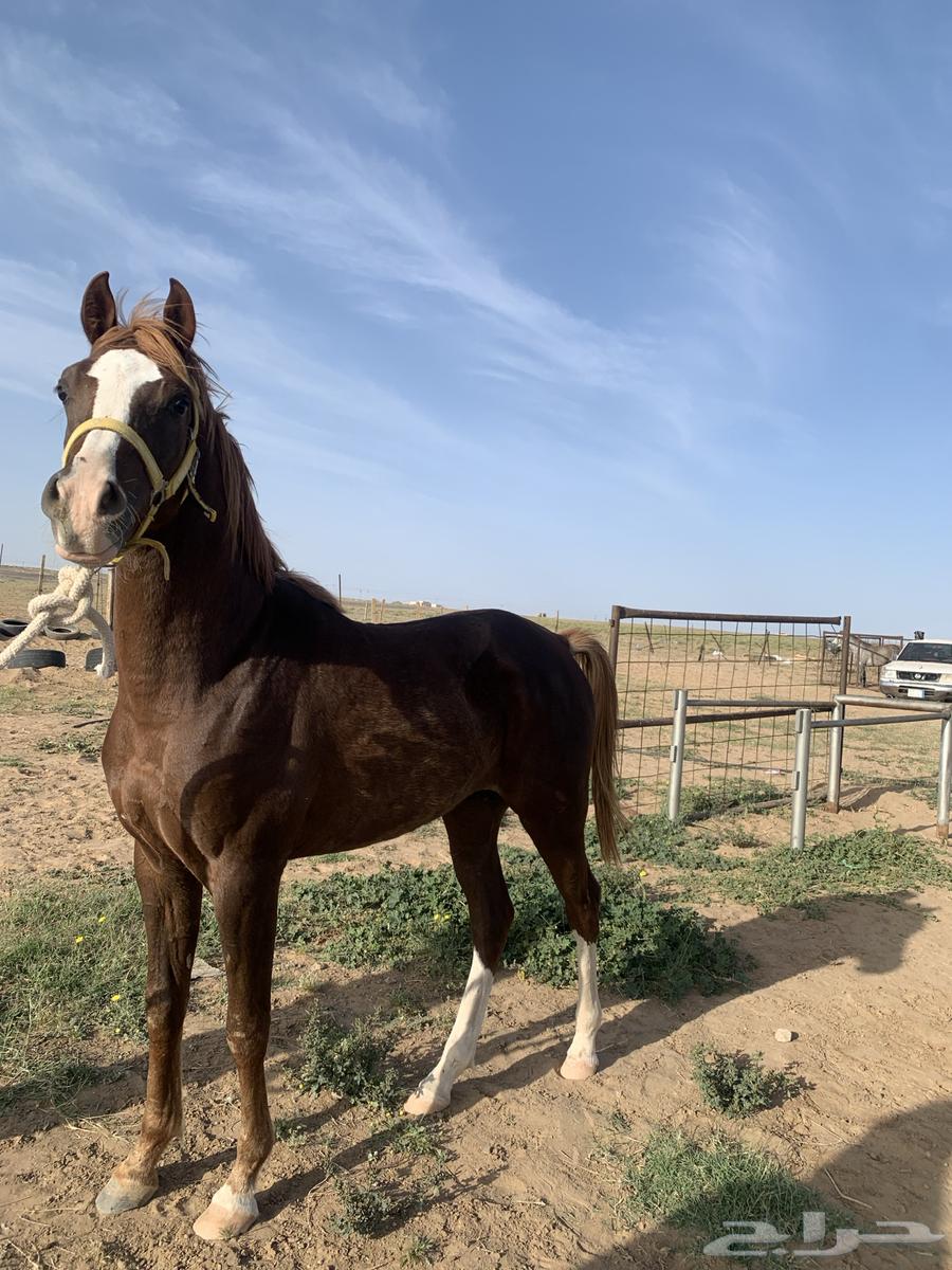 Luxury Popular Colt64331317383043113