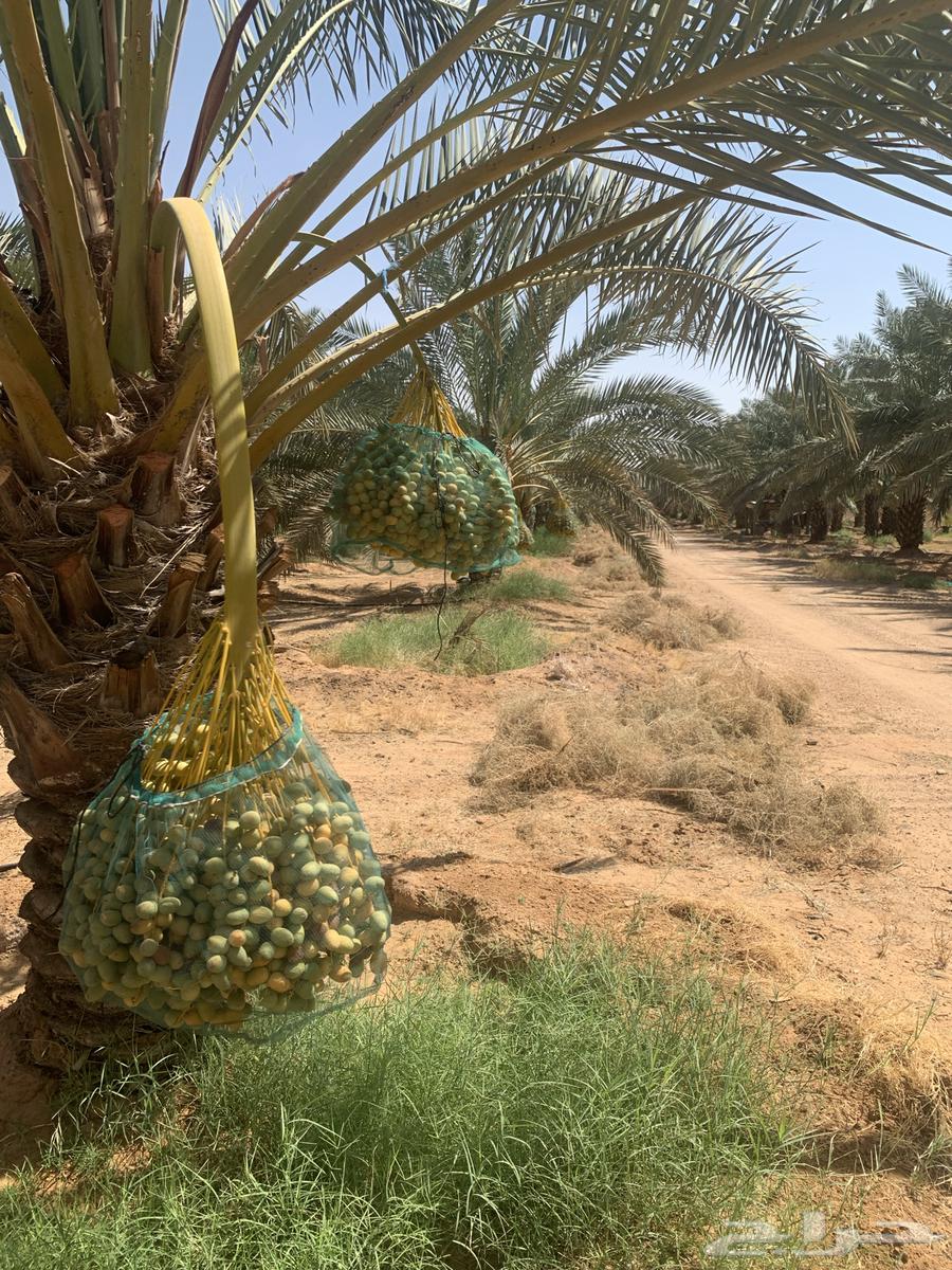 Fresh dates for sale, Burhi, Sukkari, and Khlas63702157438723110