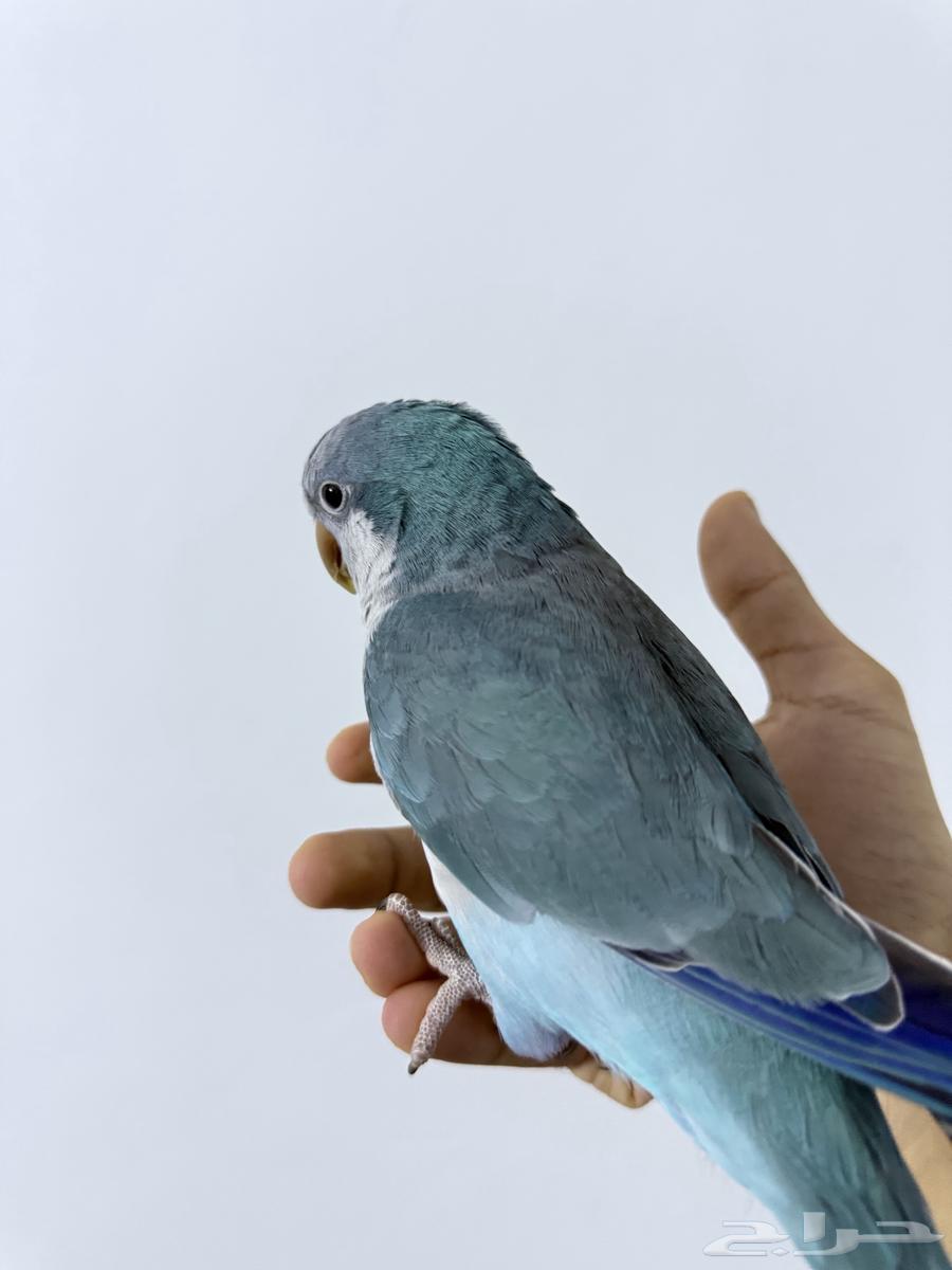ببغاء كويكر ازرق64335244632066110