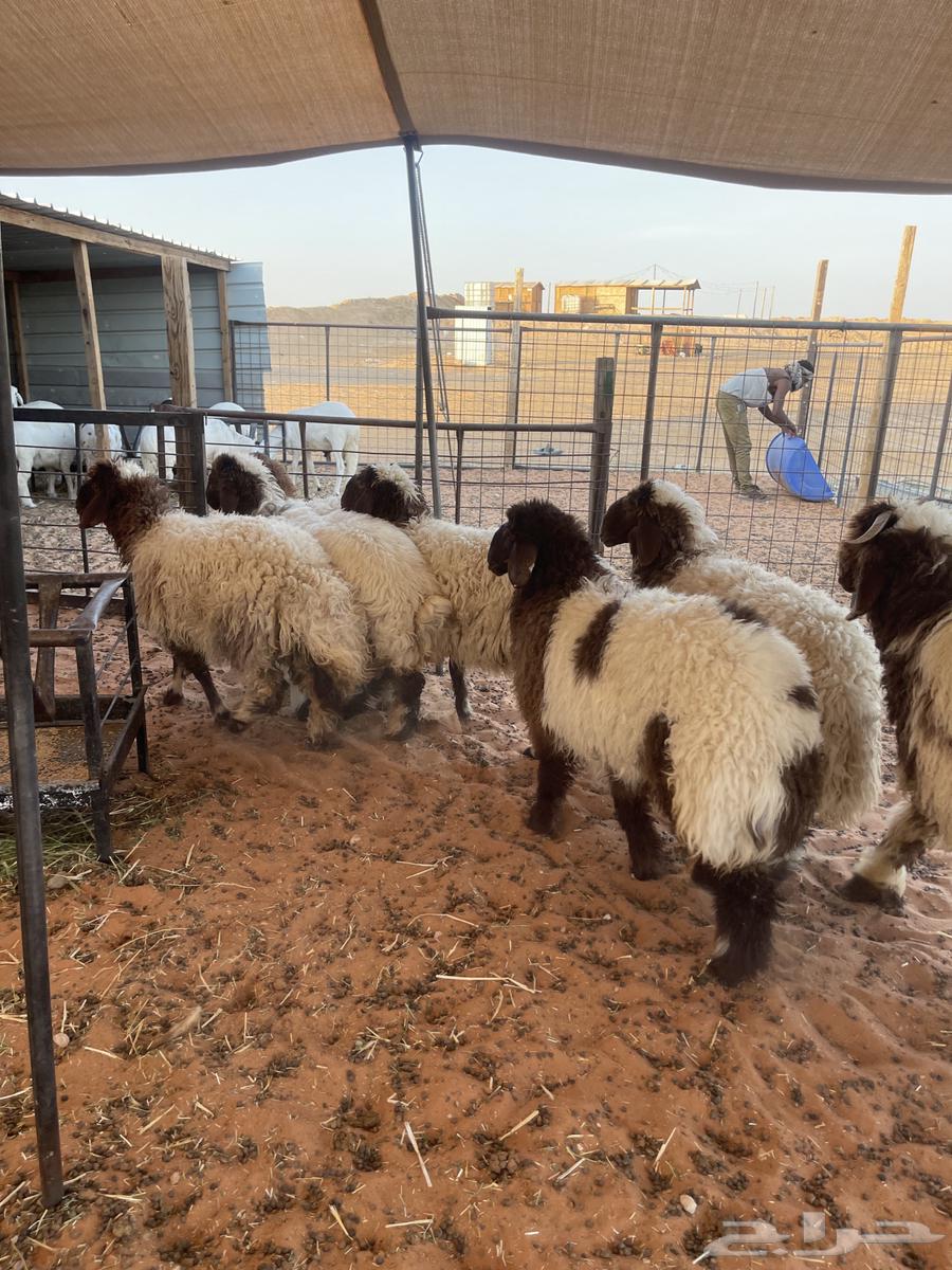 طليان نعيم64293235279875112