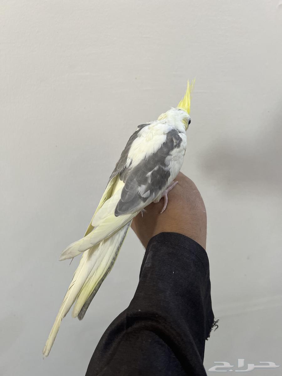 كروان باستل فرخ64326982835075110