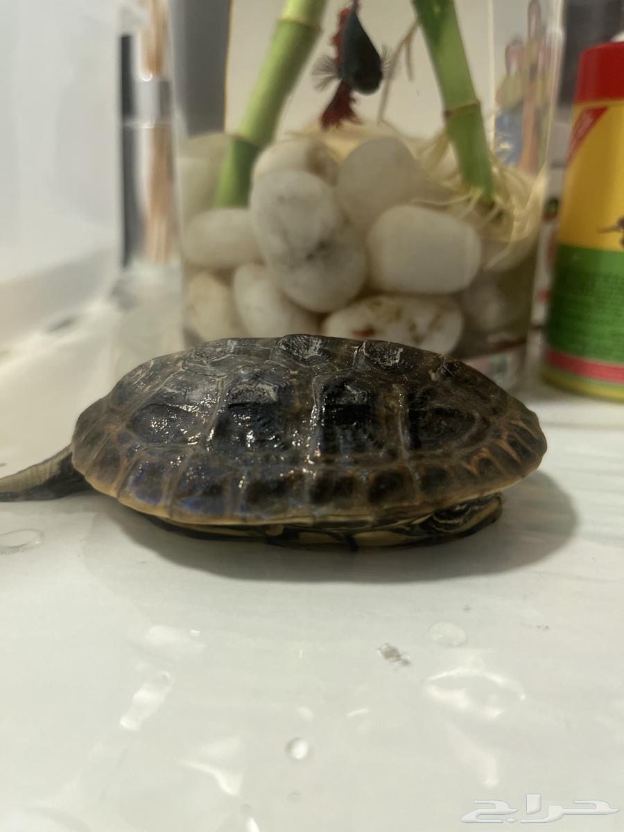 ببغاء بادجي البينو اليف64335274880385114