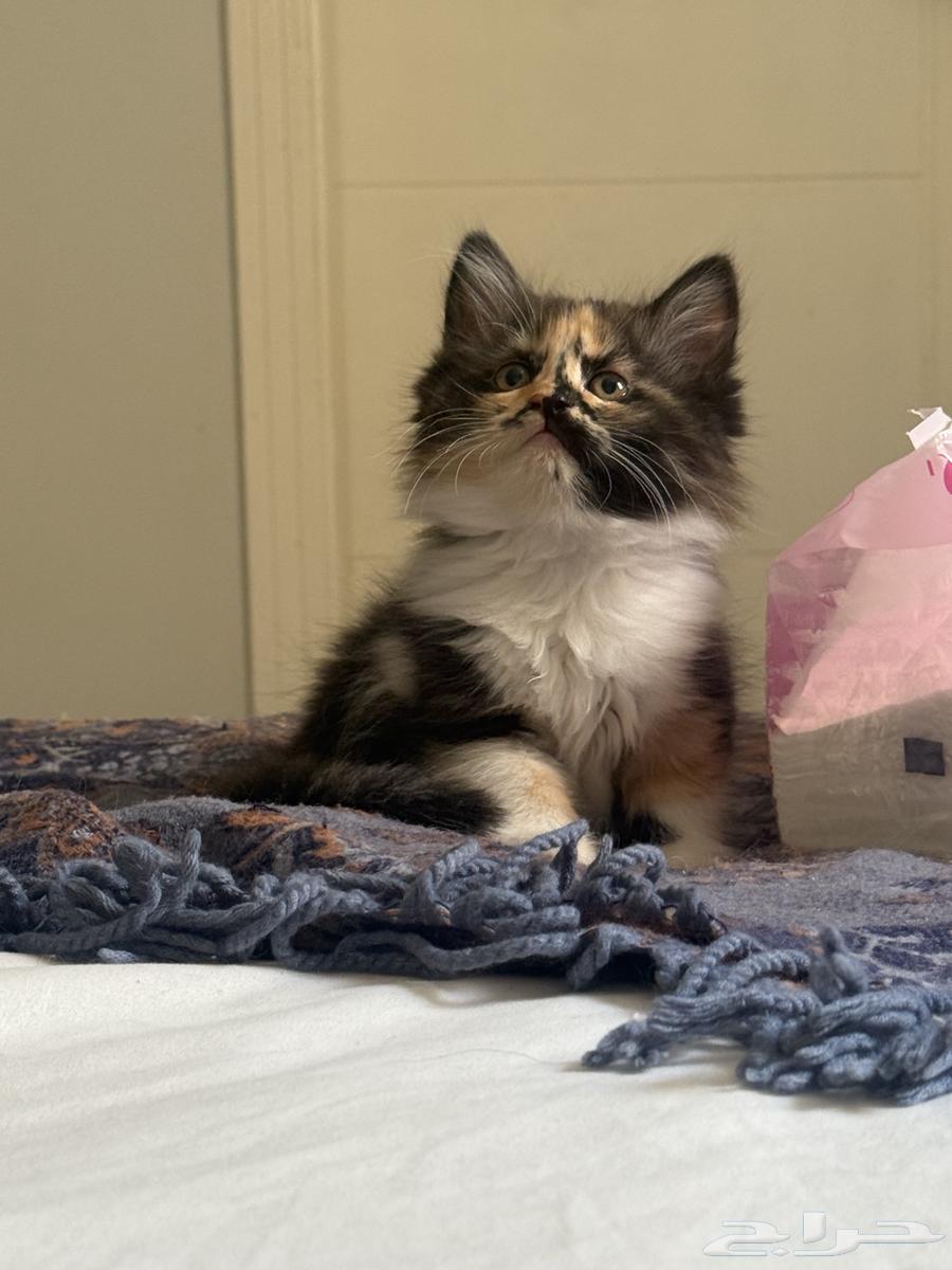 كيتن للبيع64329547213699111