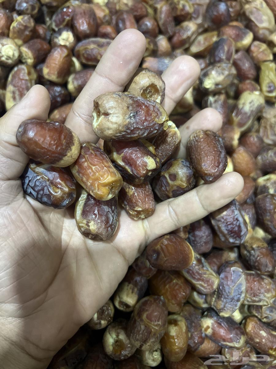 صقعي المدينه64330804237697111