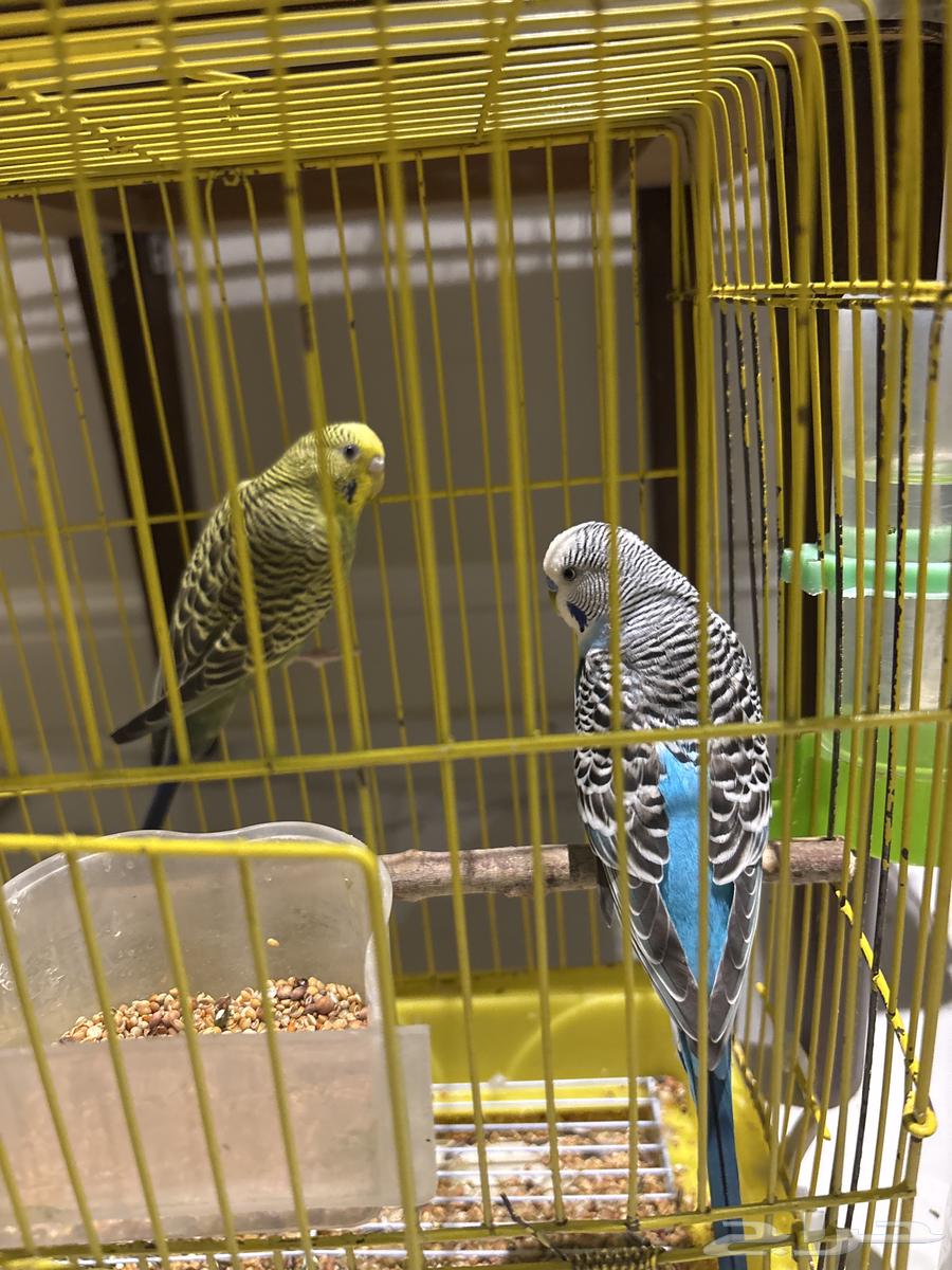 زوج بادجي64331408970497110