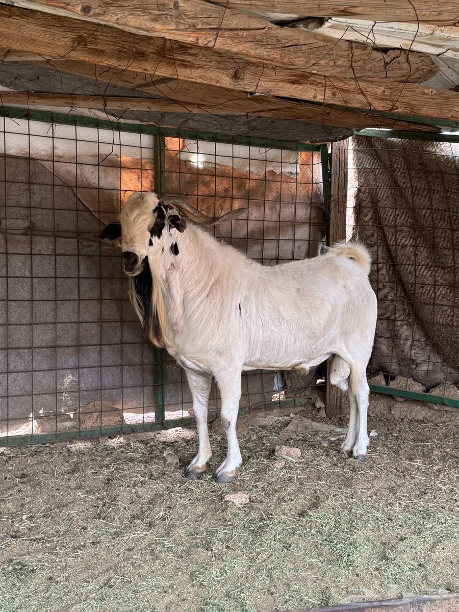 تيس بيشي فاخر64325428865795113