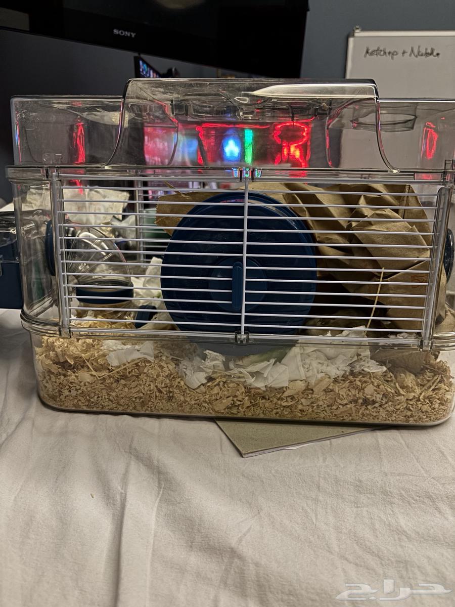 هامستير روسي ذكر مع القفص64324951452547111