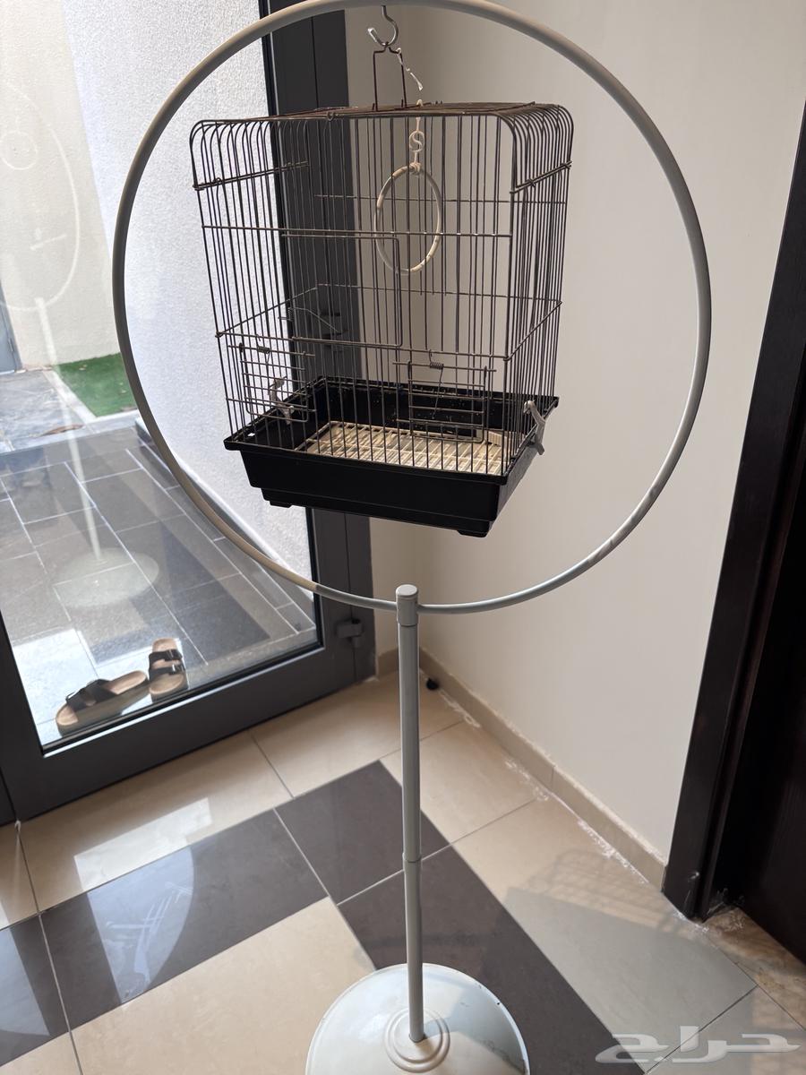 كروان فراشه للبيع مع قفص و ستاند 22564310046276739112