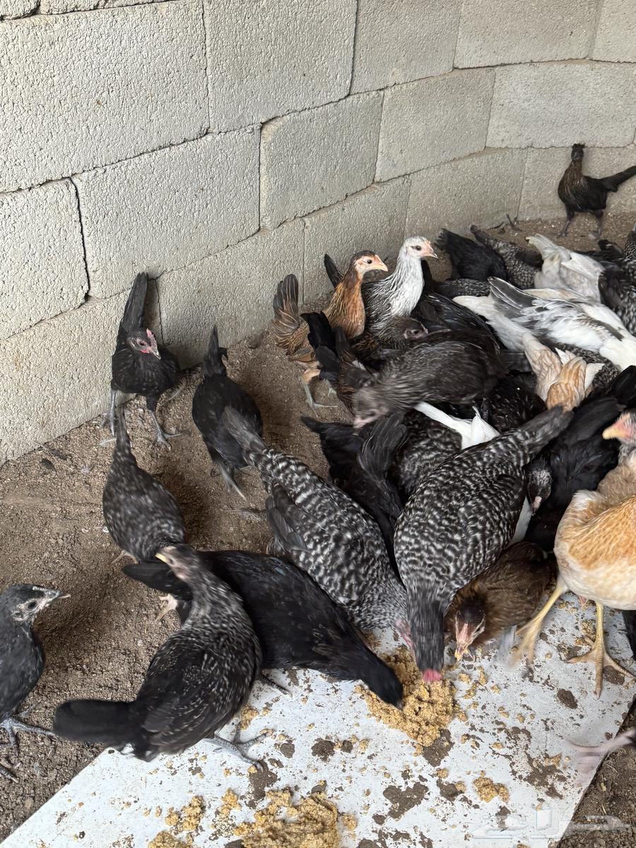 فراريج بلدي64331706076161113