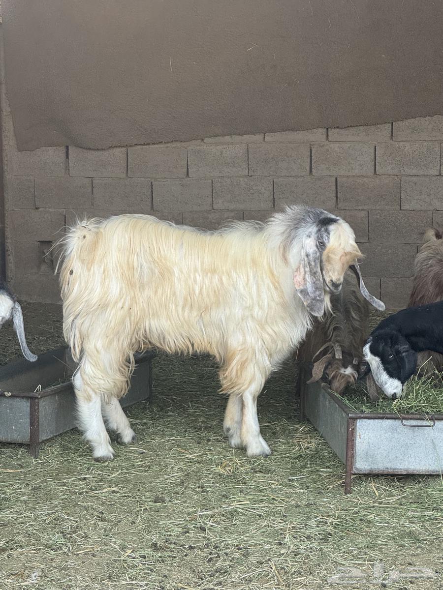 تيس فحل طيب للبيع64333179849858111