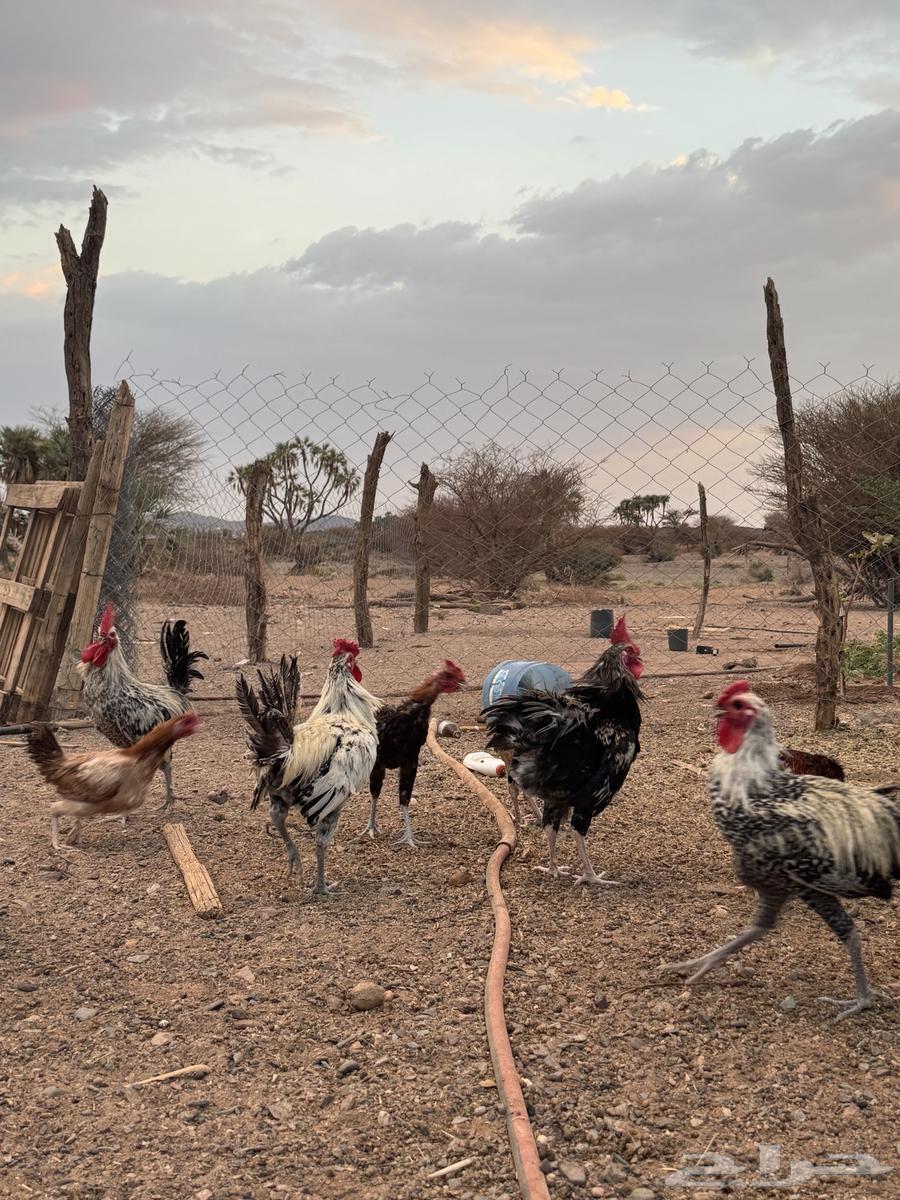 ديكة للبيع64332755944065113