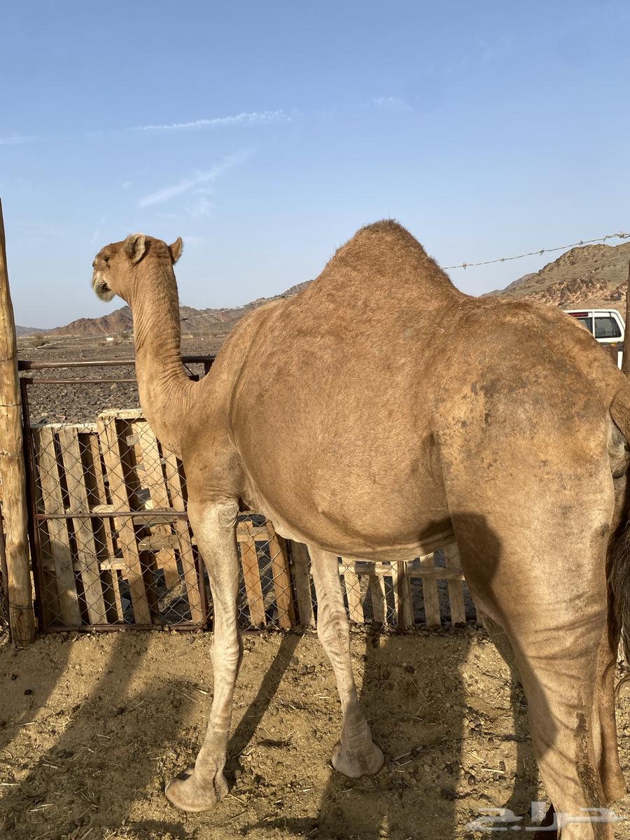 Red coastal camel insemination, price limit 5800, sold64329274715395111