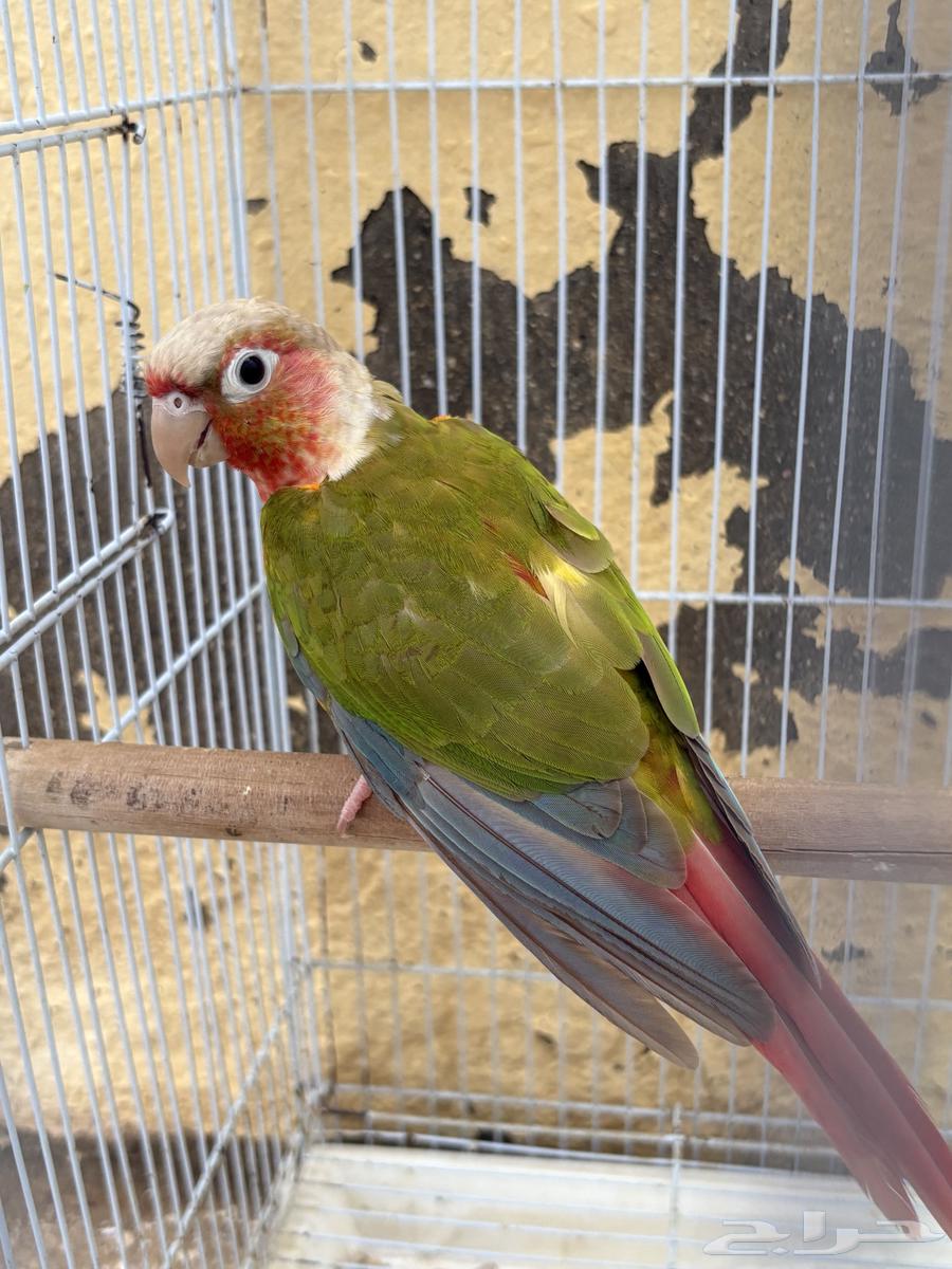 ذكر كنيور اناناس64333707387777110