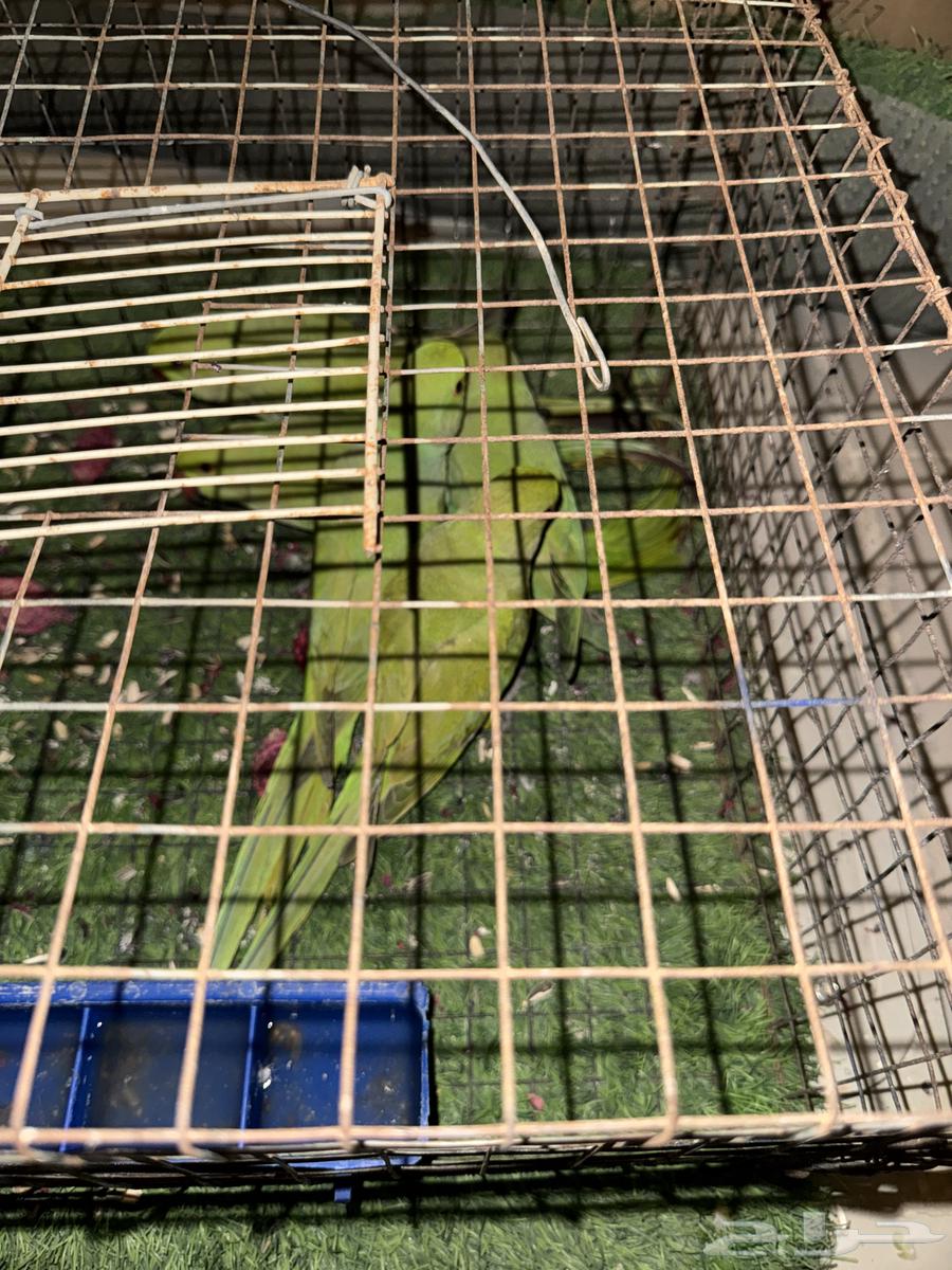 بغبغاء دره64333722533122114