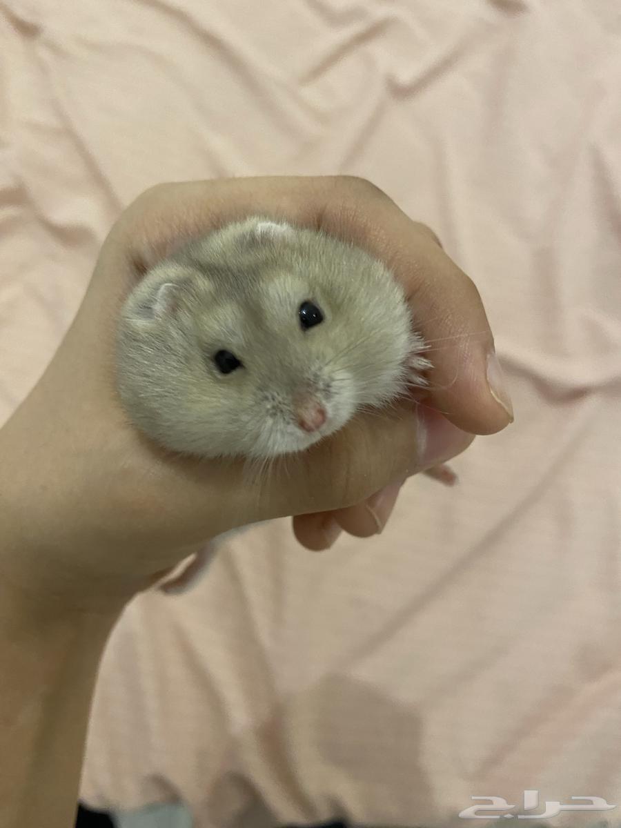 هامستر اليف جدا العمر 4 شهور مع المستلزمات64335214590849110