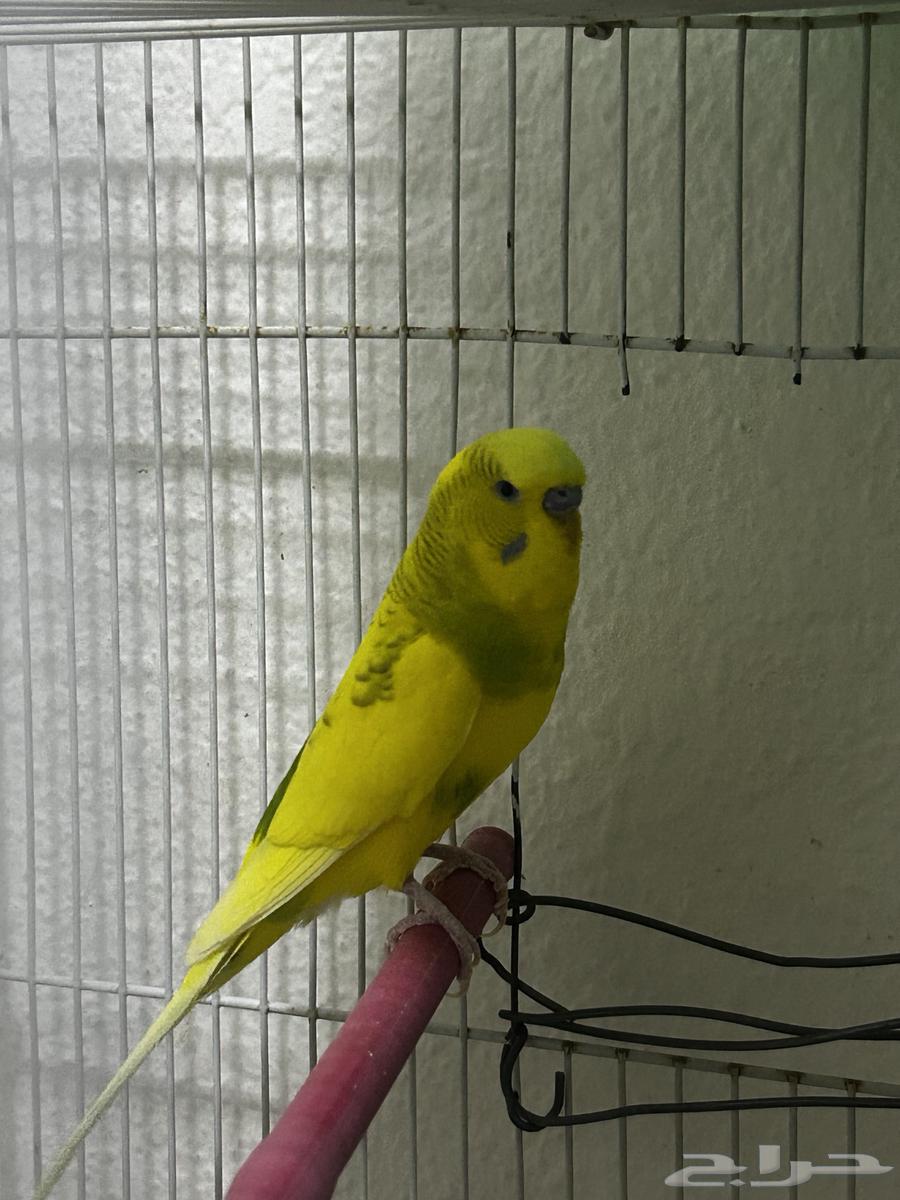 طير بادجي64325986070657110