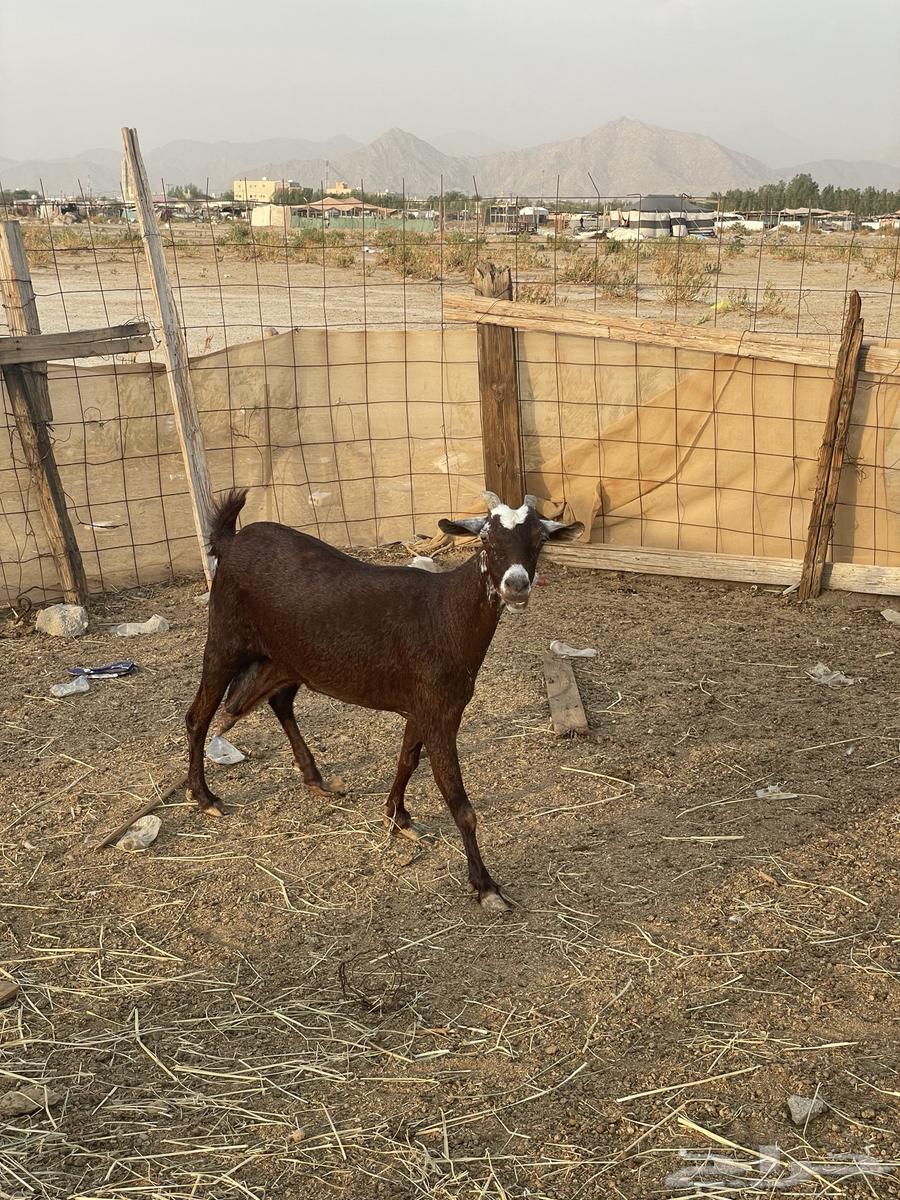 عنز محايليه للبيع64332364865923110