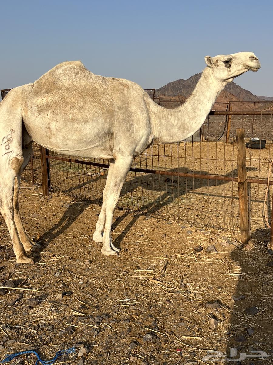 لقحه وضحاء فروع ب 6500 تم البيع64333285612417114