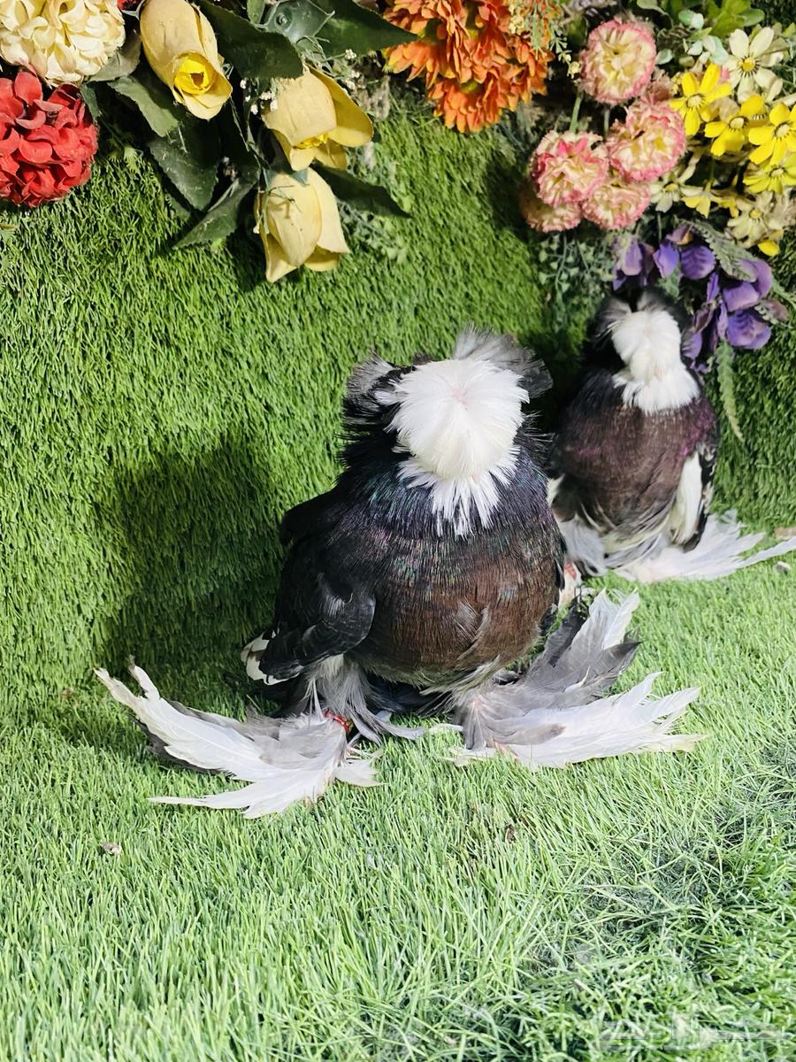 للبيع طبه بخاره بولهد64327072129153110